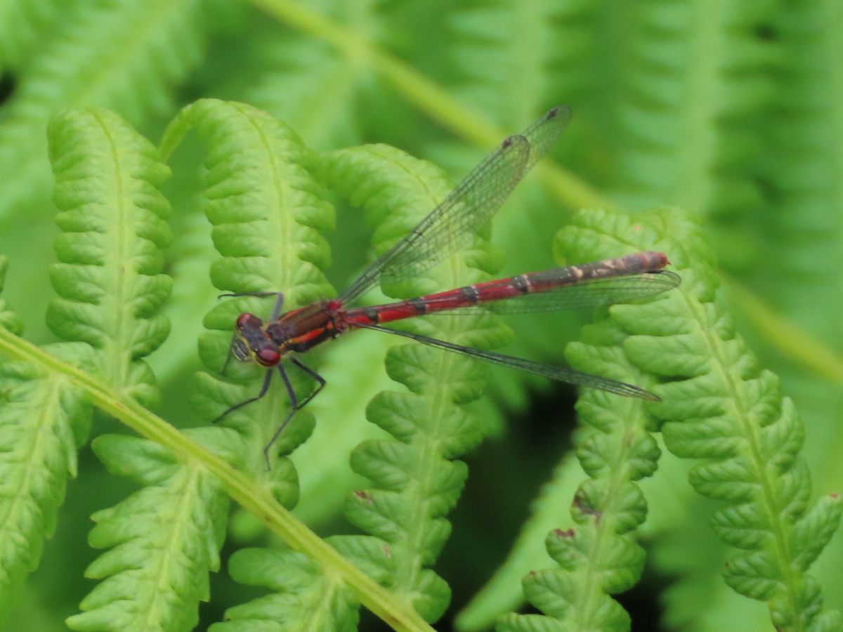 Large Red Damsel Fly