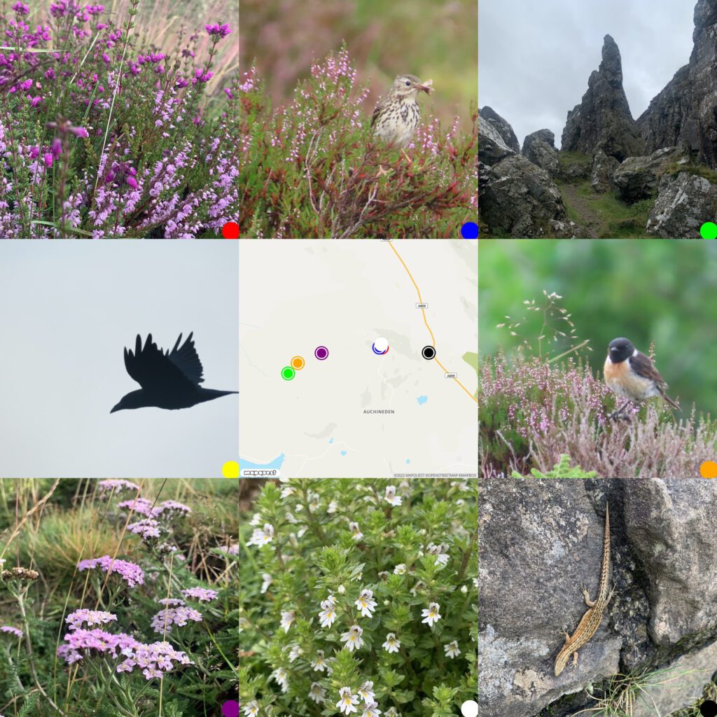 Photos taken on walk to Whangie around a wee map of where they were taken. Bell & common Heater, A meadow pippit & breakfast. Whangie Rocks. A Raven, map, Stonechat, yarrow, eyebright, a common lizard.