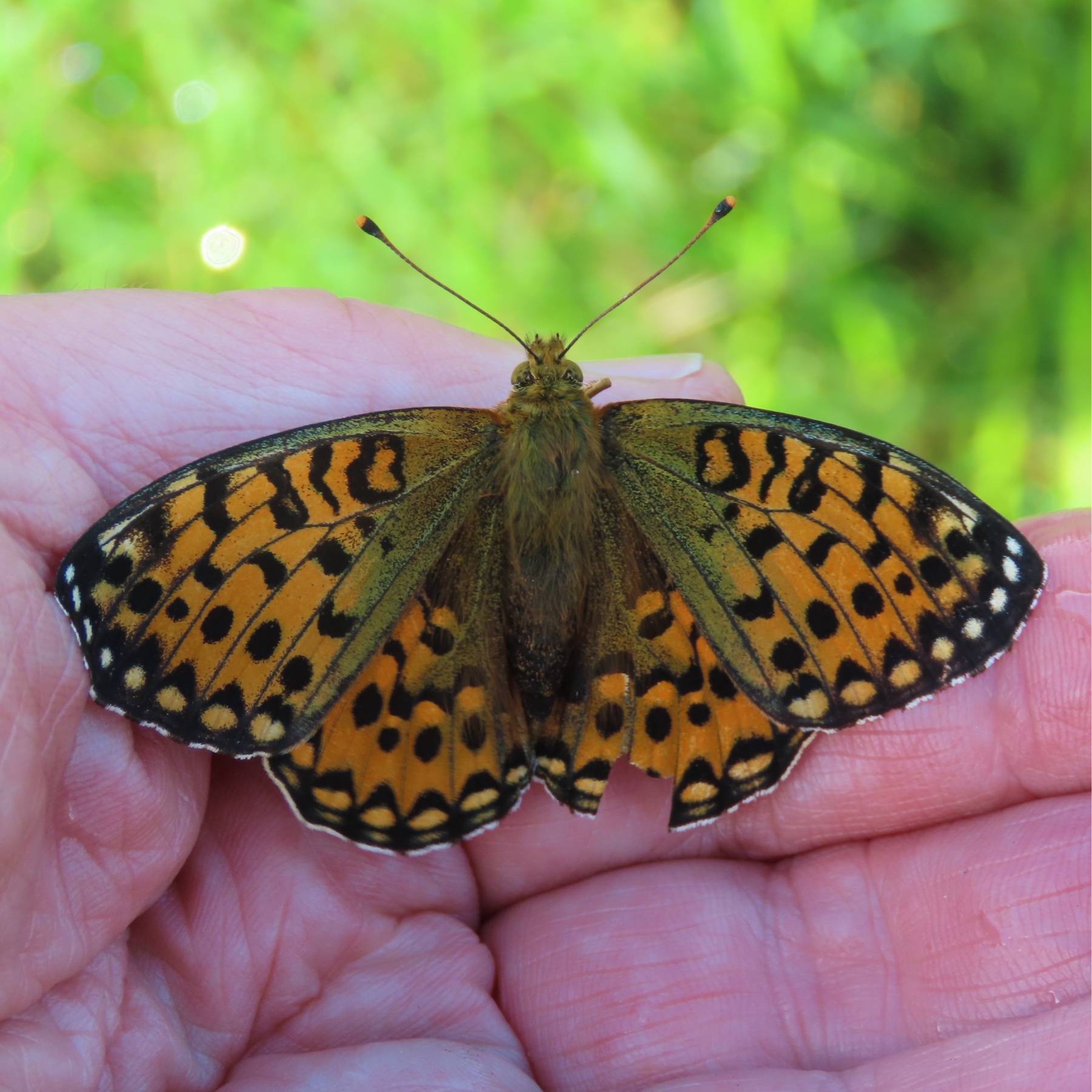 Dark Green Fritillary 