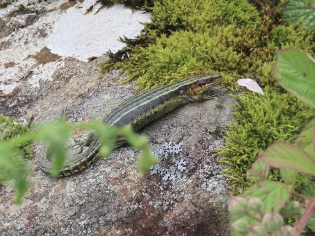 common lizard ardining