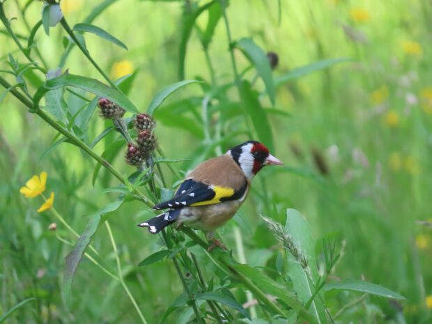 Goldfinch