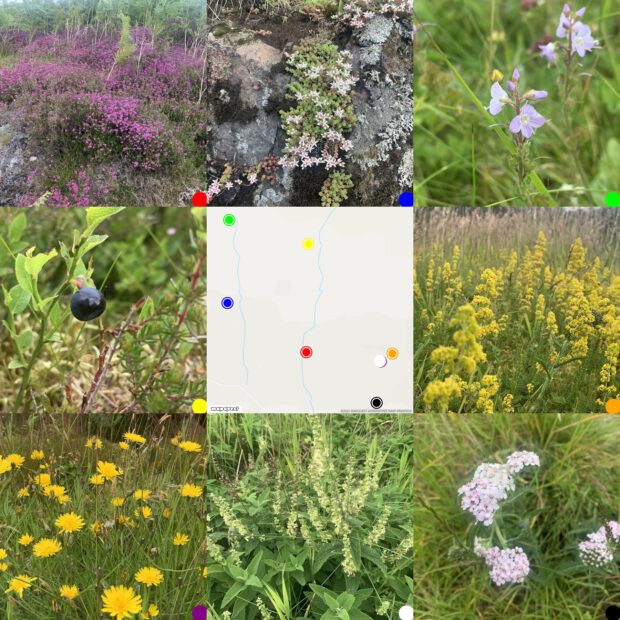 girs of photos round a map showing where they were taken. Flor from Kilpatric braes. Bell Heather, stonewort, gypsyweed, a blaeberry, ladies bedstraw, hawkweed, wild sage & yarrow