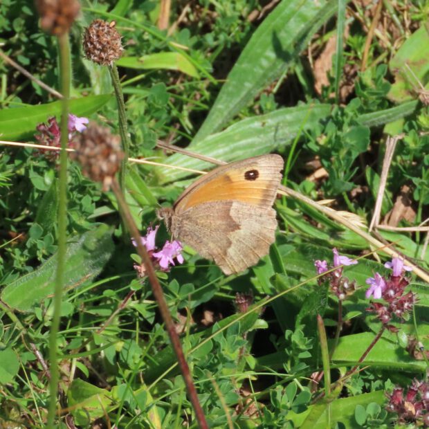 meadow brown on thyme