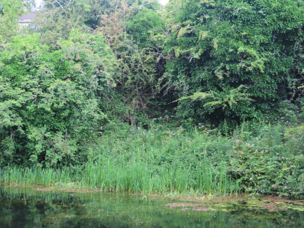 Spot the Fox