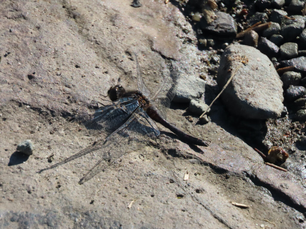 Black Darter Dragonfly (I think)