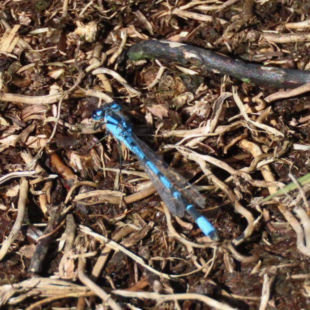 Common Blue Damsel Fly