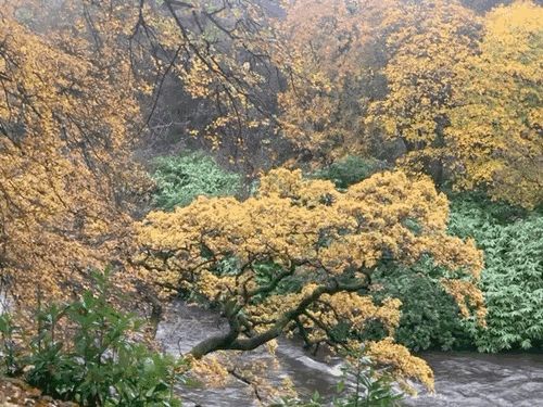 Autumn along the Kelvin