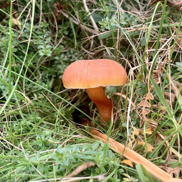 waxcap fungi