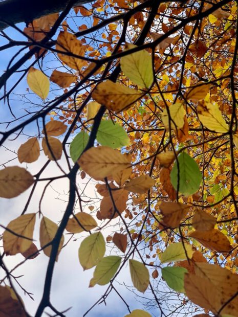 Beach leaves against the sky. Autumn colours
