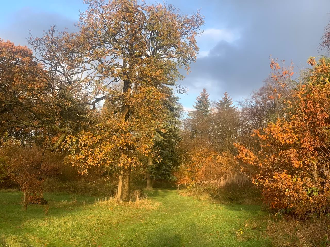 Autumn oak in sunlight, dark clouds. 