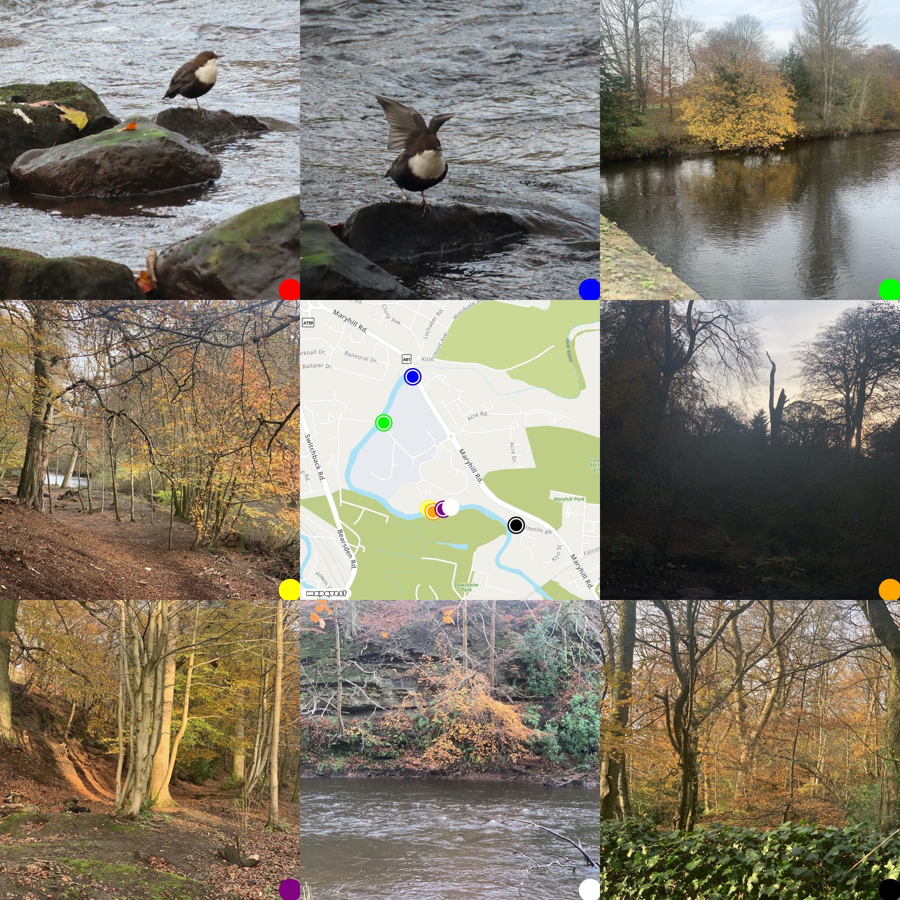grid of photos around a map of where they were taken. Dipper, Dipper, Beach tree beside river, river path, silhouette of trees, beech tree & shadow, river and beech tree overhanging, beech woods
