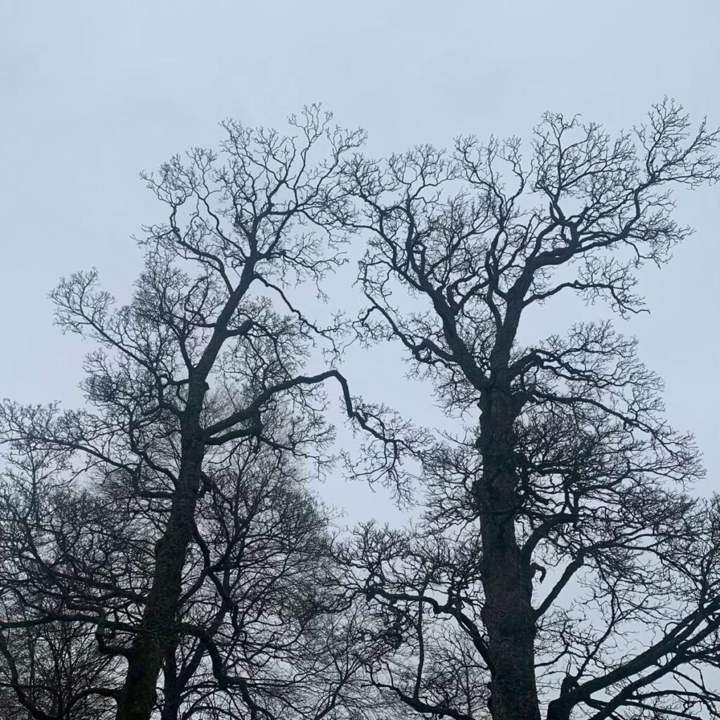 Tow oak trees, bare against a grey winter sky