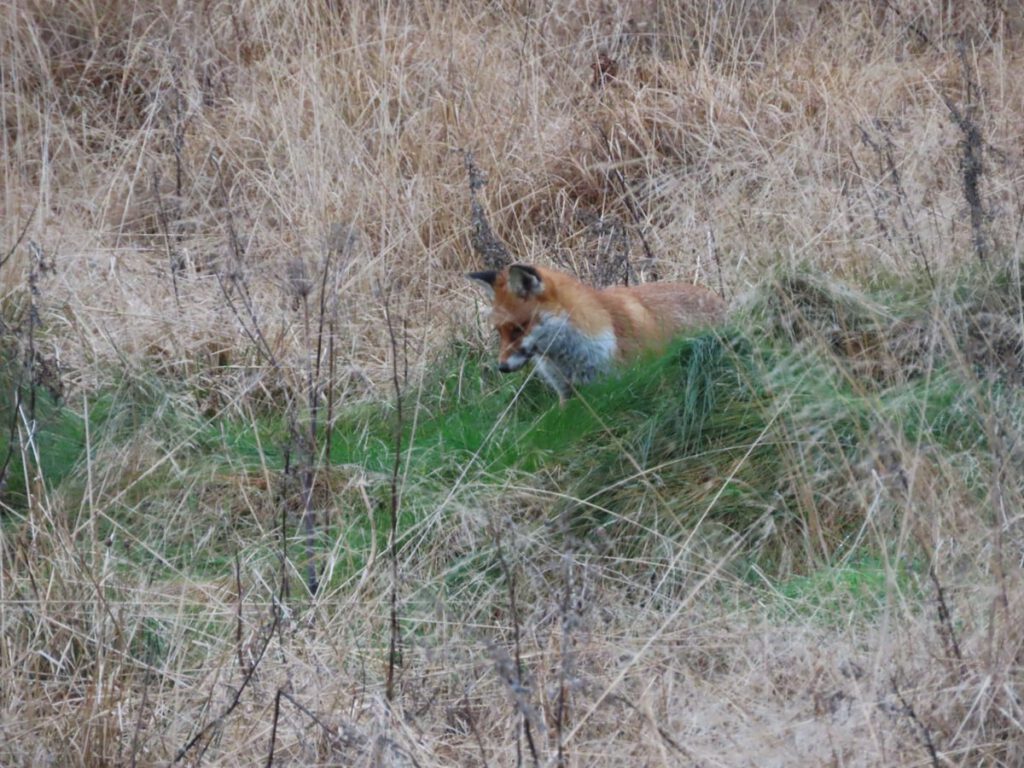 Fox in the long grass
