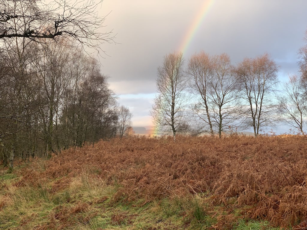  end of a rainbow descends beside a group of birch trees. Autumn, dead bracken fills the foreground 