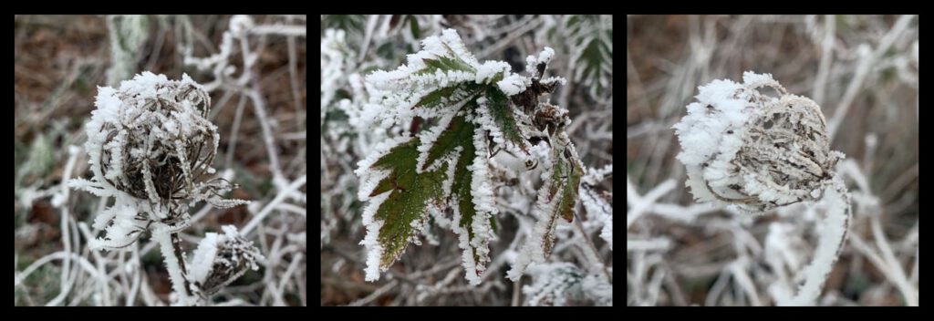 triptych of photos, 1. wildflower seed head covered with frost. 2. leaves covered with frost. 3. Wild flow seed head covered with frost.