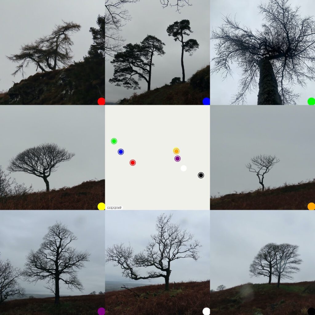Winter Trees: A grid of 8 photos around a map showing where they were taken. 8 winter trees silhouetted against a dull grey sky.