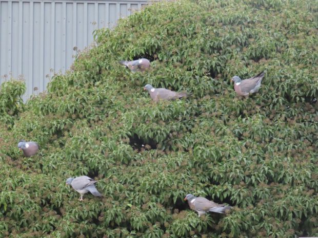 Wood Pigeons in Ivy