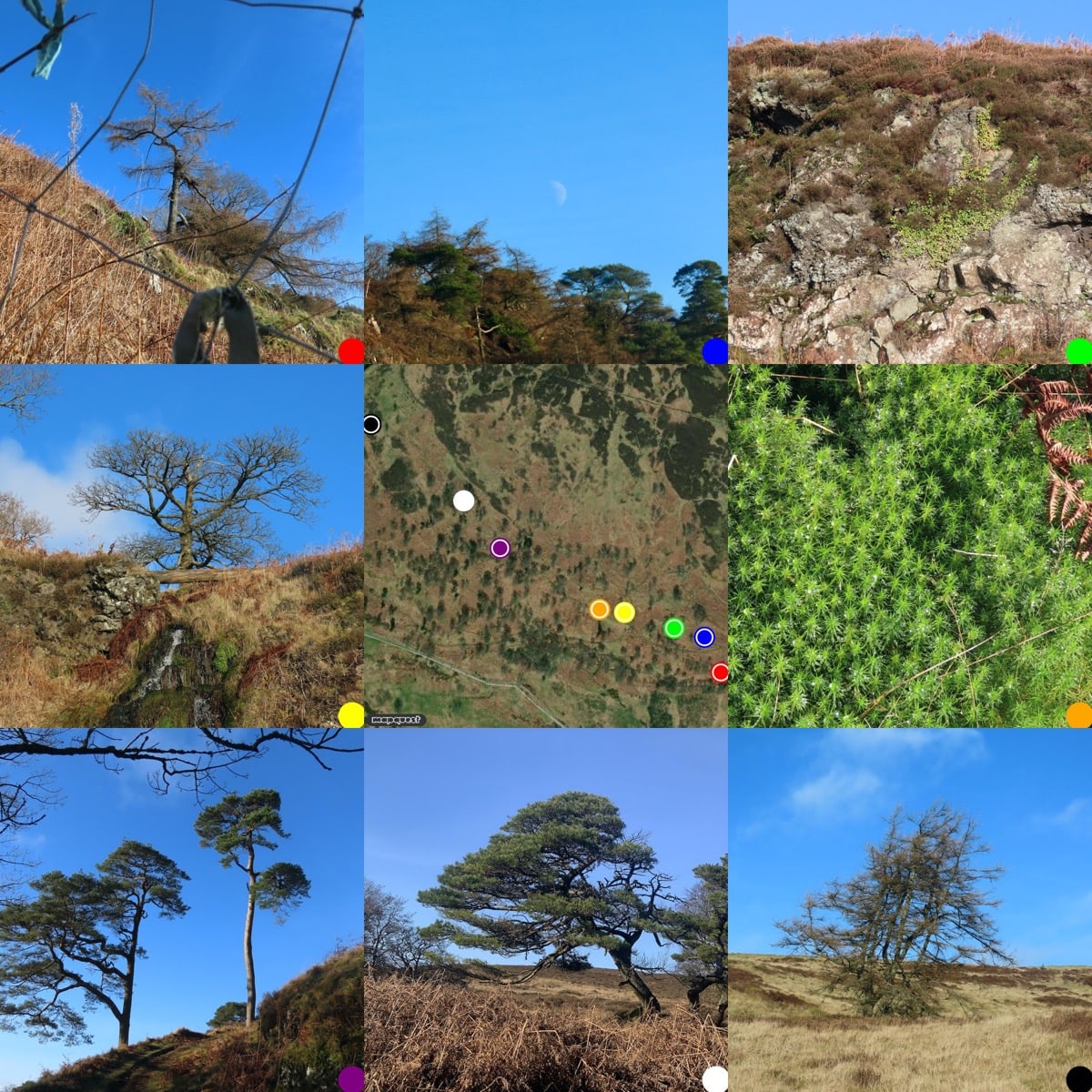 grid of photos round a hybrid map of where they were taken. Trees, rocks and moss.