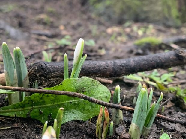First Snowdrop Just budding and no more.