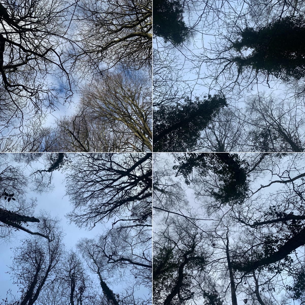 Grid of 4 square photos looking up to treetops, winter. No leaves. 