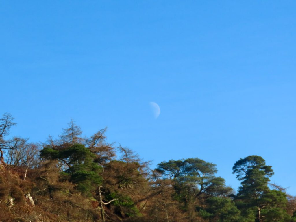 Moon faint in a blue sky above trees