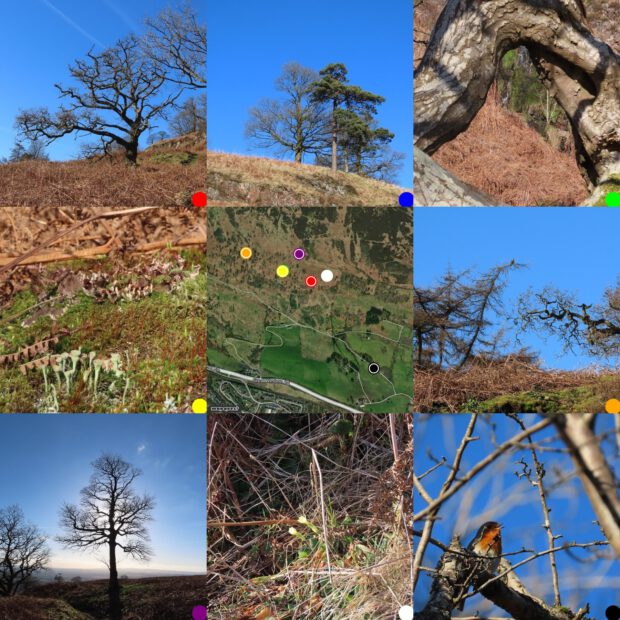 Grid of photn round a map of where they were taken. From top left: oak tree blue sky;Scots pine blue sky; through a ben in a branch a small waterfall; the map; a buzzard in a larch tree; tree against the sky, sun behind it, primrose flowers; robin singing