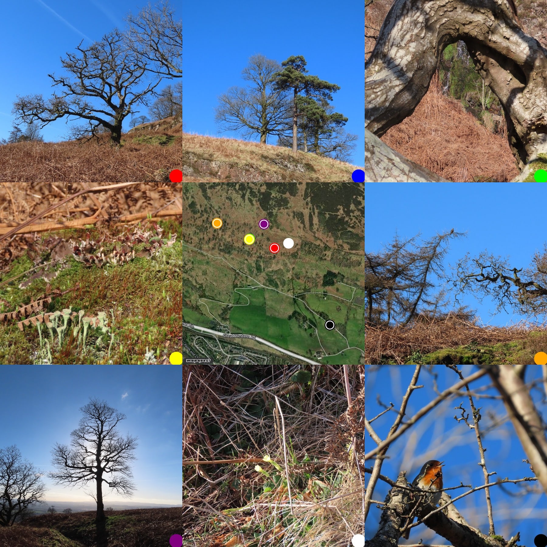 Grid of photos round a map of where they were taken. From top left: oak tree blue sky;Scots pine blue sky; through a ben in a branch a small waterfall; moss and lichen on a rock;the map; a buzzard in a larch tree; tree against the sky, sun behind it, primrose flowers; robin singing