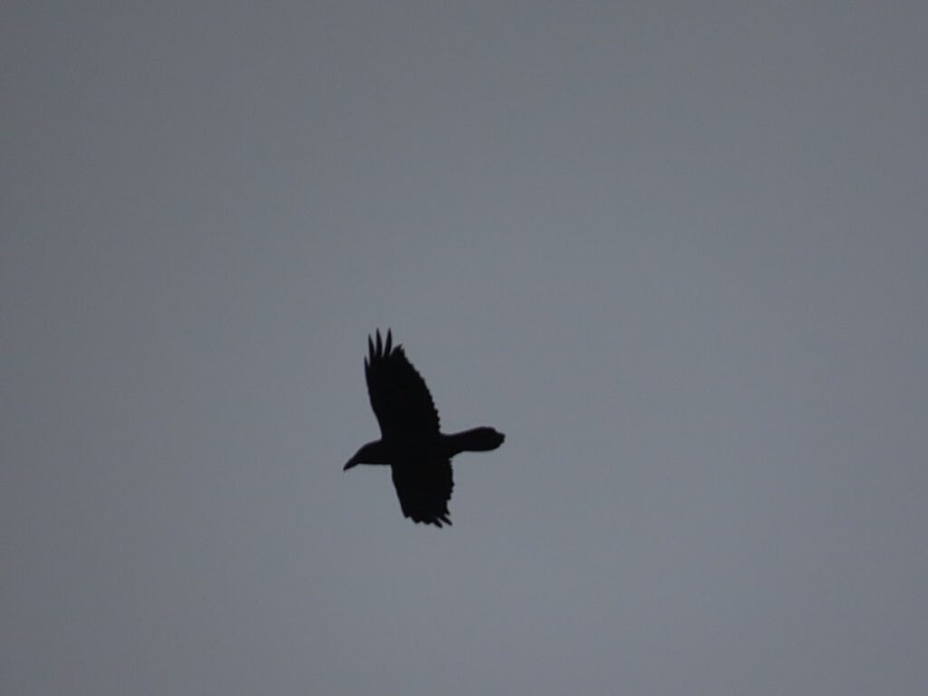 raven in grey sky