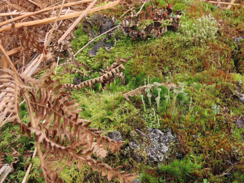moss & litchen on a rock, some dead bracken to the left. Fruiting bodies of moss or litchen?