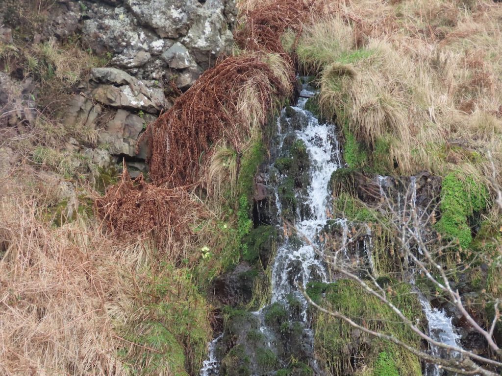 Small waterfall, over mossy rocks, dead grass and bracken on the sides , a couple of primrose.