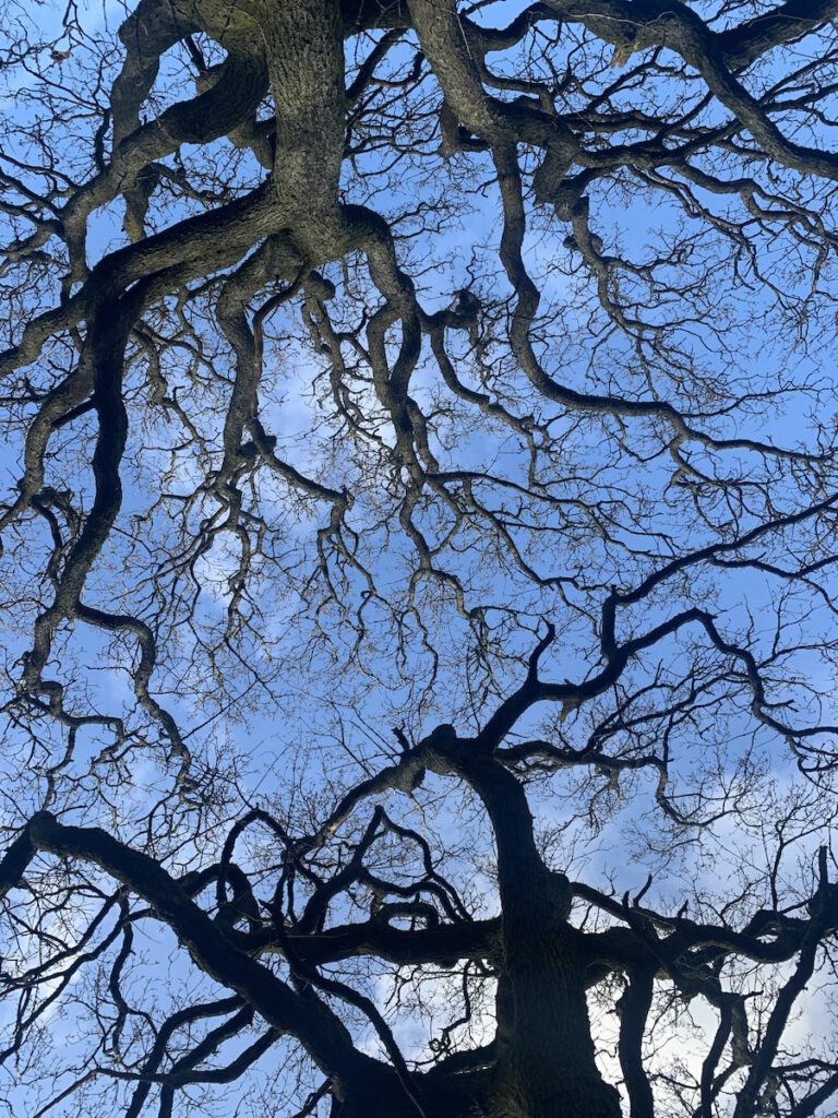 Two oak trees from below. Bare winter branches, blue sky.