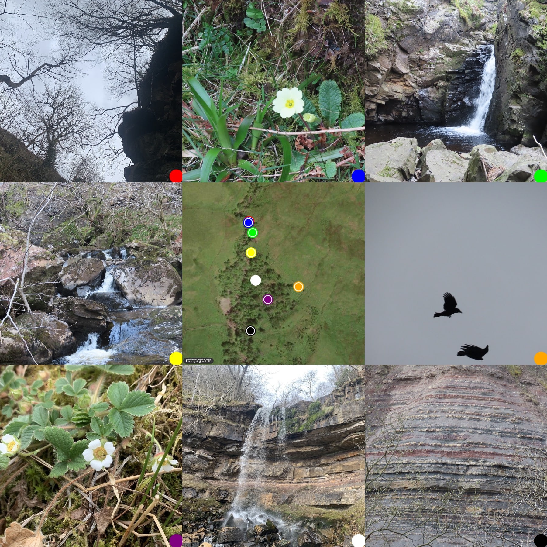 3 by 3 grid of pictures. Top left, looking up through gorge & trees to sky; primrose;waterfall; waterfall;map;2 ravens, 1 upside down; barren strawberry flower; main waterfall; Ballagan Formation.