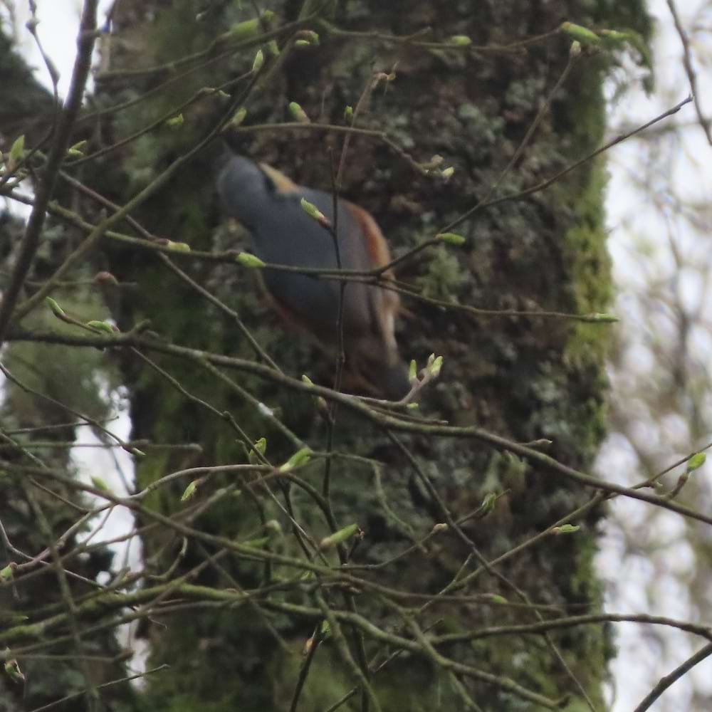 Blurry photo of a nuthatch going up a tree trunk.