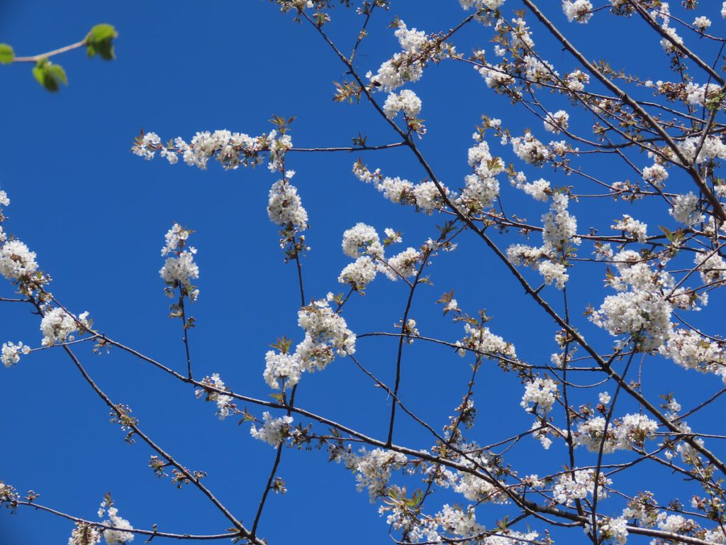 Branches with cherry blossom, a very blue sky