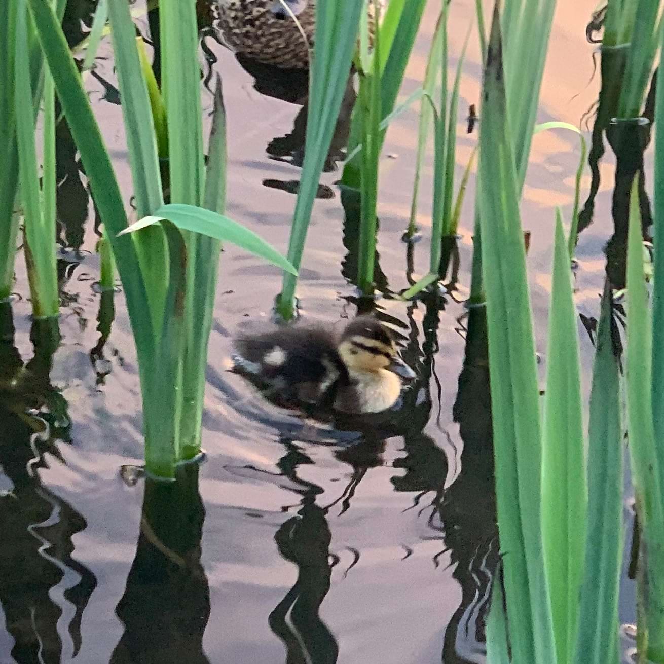 Mallard chick swimming amping reeds