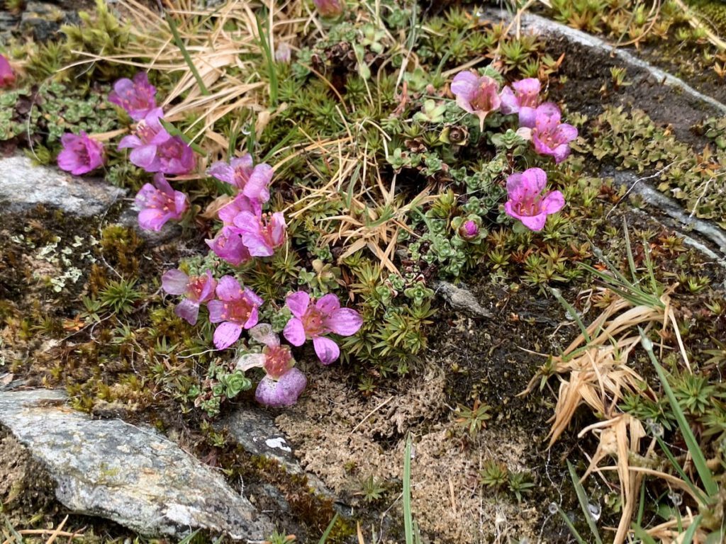 Purple Mountain Saxifrage
