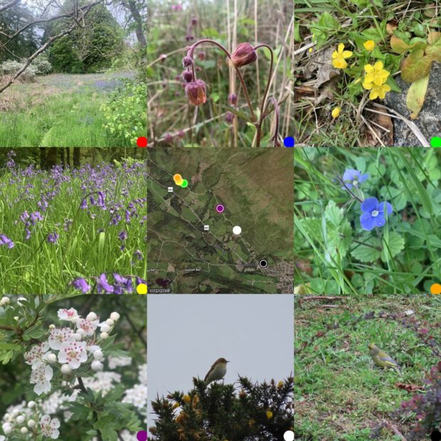 Grid of photos from topleft: hawthorn & bluebells; Water Avens; Yellow Pimpernel; bluebells; map where pictures taken; speedwell; hawthorn; chiffhaff; greenfinch