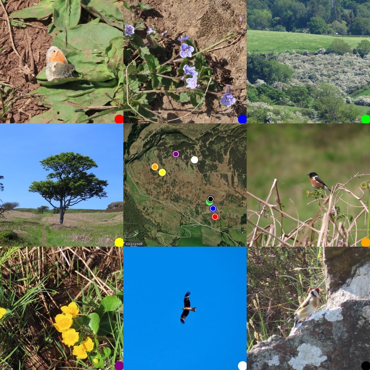 Grid of photos 3x3 with a map in the centre. Top Left: Small Heath butterfly; Speedwell, A lot of flowering hawthorn bushes; a beech tree; map; a stonechat; marsh marigold flowers; red kite flying against a very blue sky; a gold finch on a rock. 