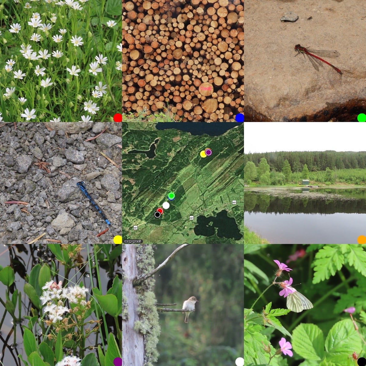 grid of photos 3 x 3 round a map of where they were taken. From Top Left: Stitchwort. stack of cut logs; Large Read Damselfly;common blue damselfly; map; fishing hut across the stank;Bogbean;willow warbler or chiffchaff; Green Veined white butterfly.