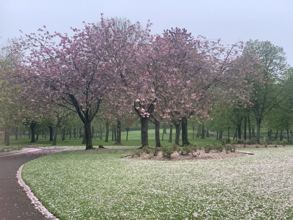 Cherry blossom shedding petals in the early morning