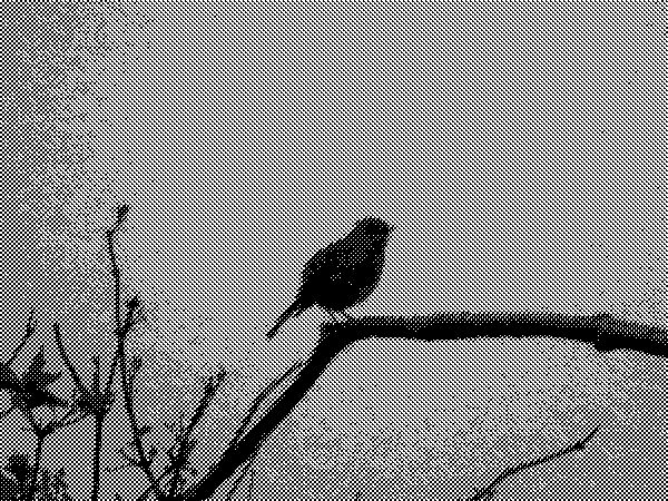 Robin at dawn. Dither image. It was poor anyhow due to light.