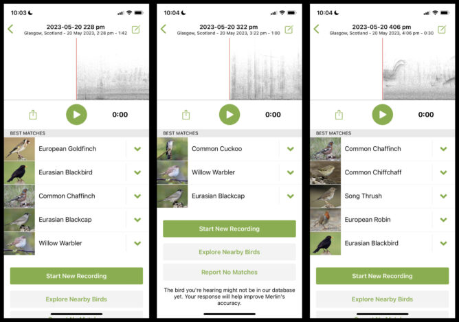 3 screenshots of the merlin app, recording and identifying bird song.
