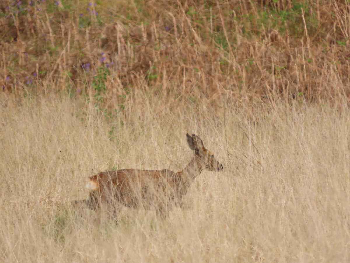 Roe Deer trotting through long grass