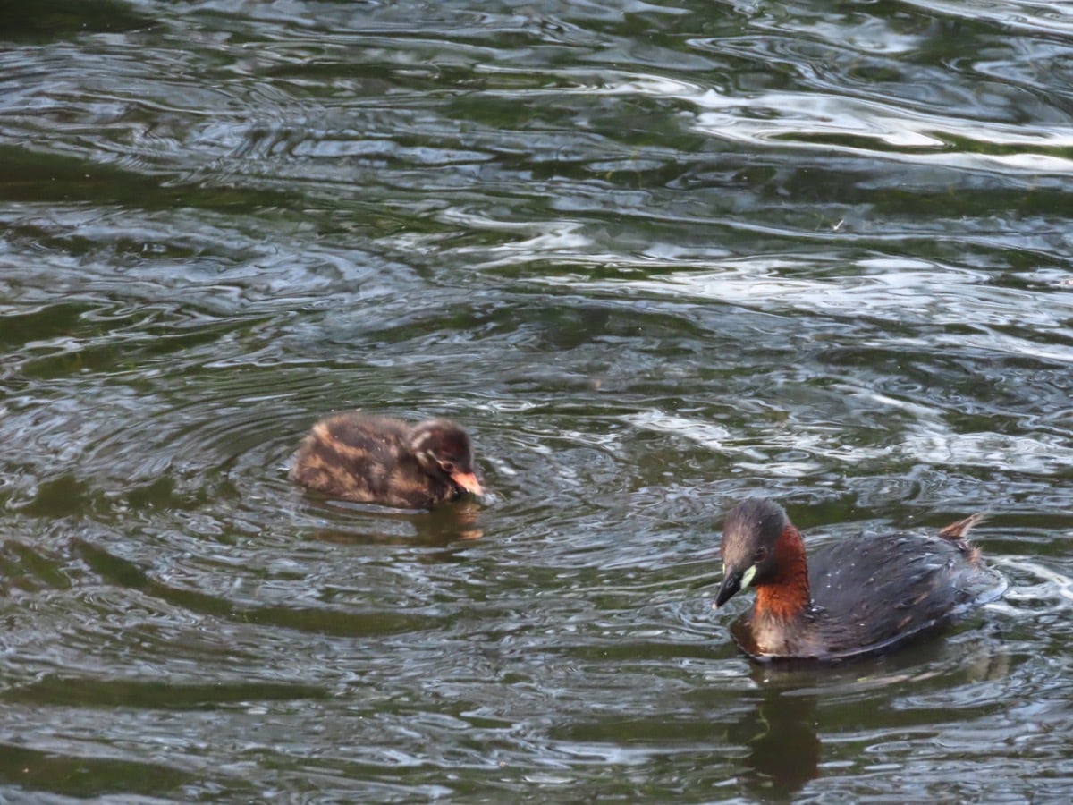 Dabchicks, adult and chick on water