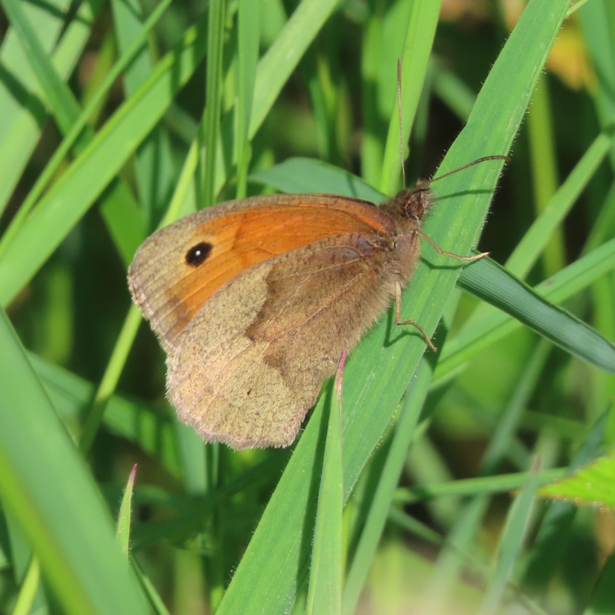 Meadow Brown Butterfly clinging to blade of grass with its wings closed.