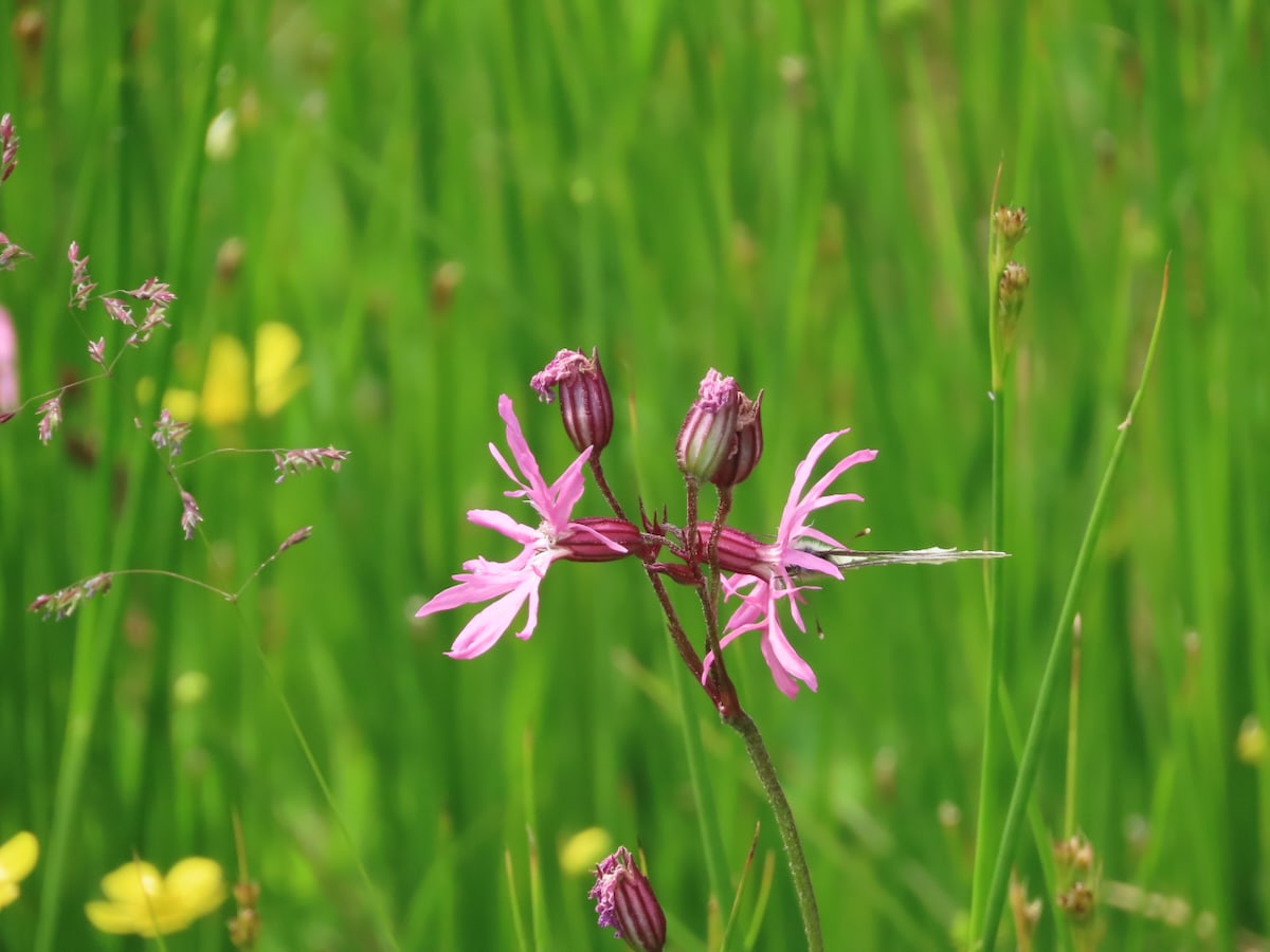 Ragged Robin. With a hard to spot green Veined White Butterfly.
