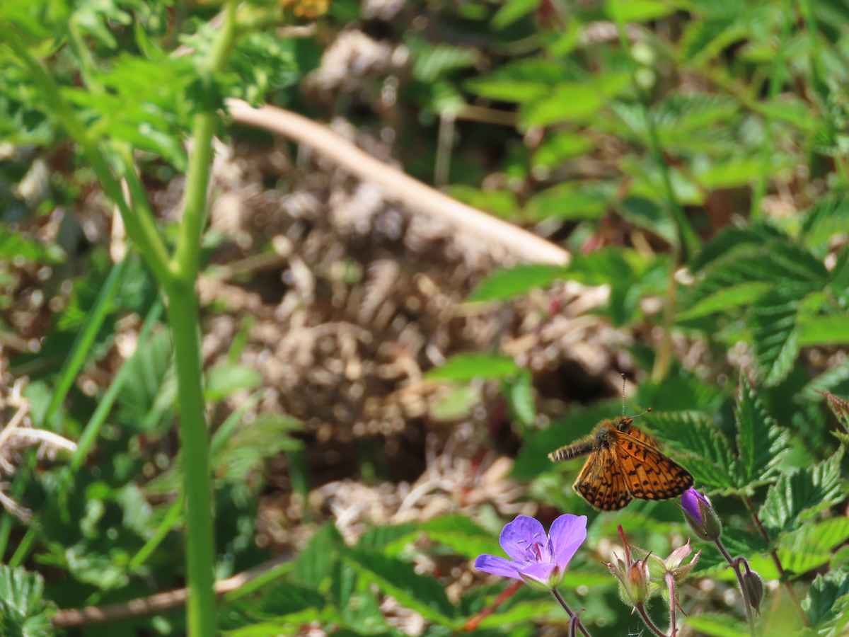 Small Pearl-bordered Fritillary flying passed of off a Meadow Crane's-Bill flower. At the bottom right of the photo. Bracken takes up the resto of the space.