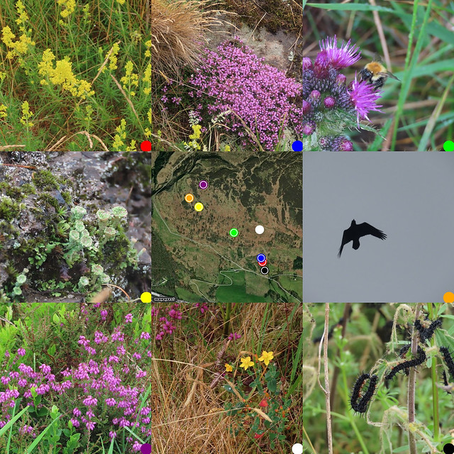 3x3 grid for images, from top left: Ladies Mantle, Thyme, Buff Tailed Bee on thistle, lousewort, the map of where photos were taken, Raven, Bell heather, St John's Wort, Caterpillars, peacocks or tortoiseshell on nettles.