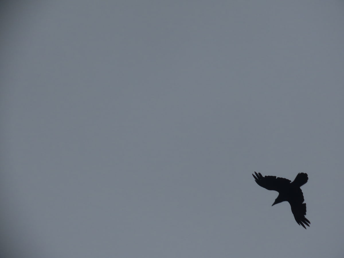 A raven flying diagonally downwards at the bottom right of a grey sky