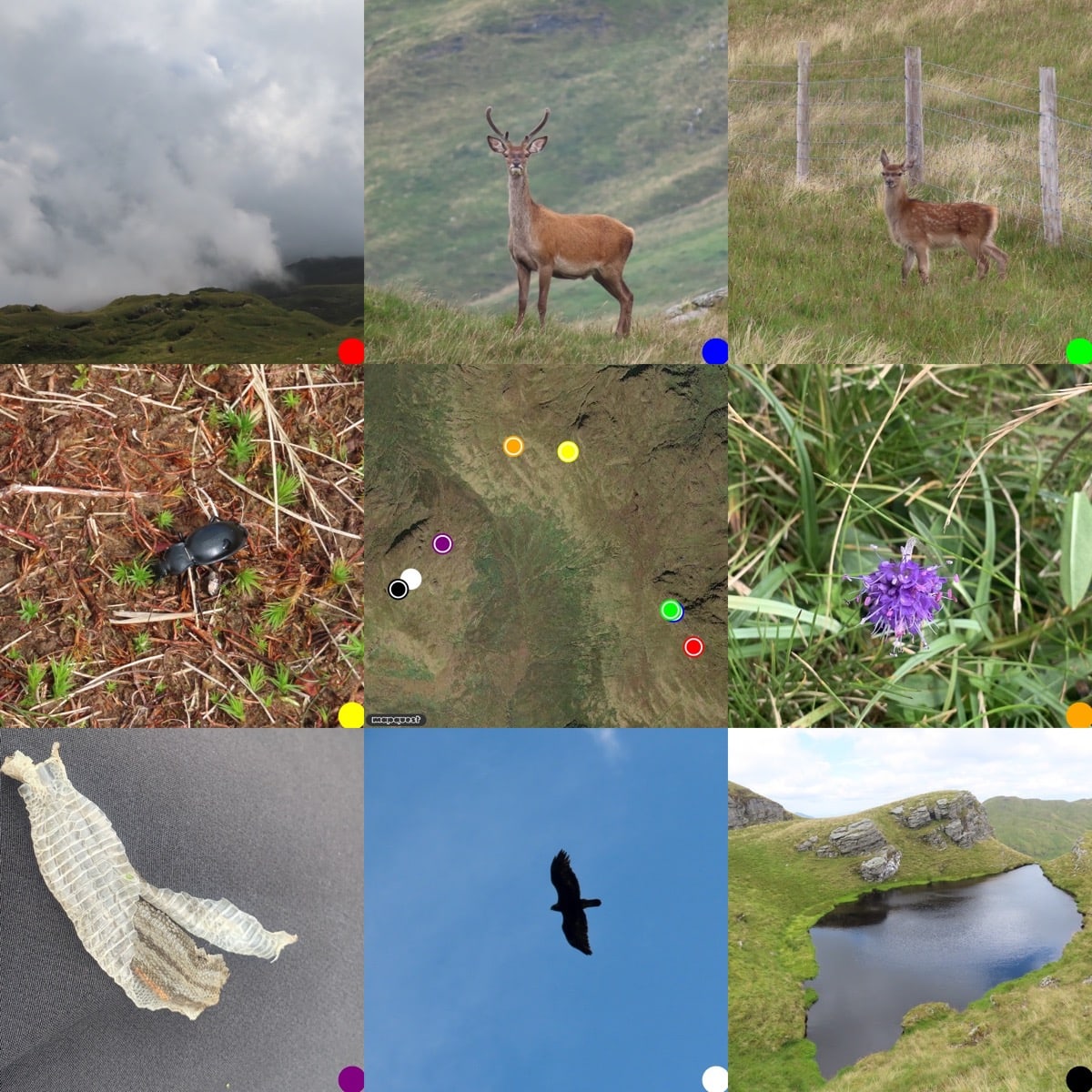 Grid of photos around a map of where they were taken, from top left: Clouds love over the hill, Red deer stag, antlers in velvet, facing camera; red deer fawn facing camera; Smooth Ground Beetle; map; Devils Bit Scabious flower head; shed skin of common lizard, sitting on black material; Golden Eagle silhouette on blue sky; small pool on Tulich hill.